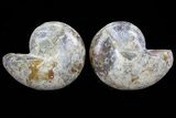 Cut & Polished Ammonite Fossil - Anapuzosia? #72956-1